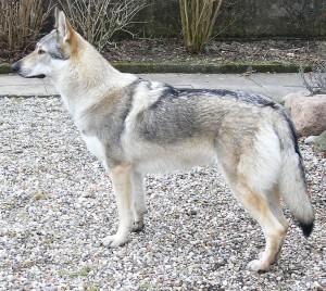 1024px-Czechoslovakian-wolfdog-profile_big