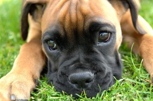 1280px-Boxer_puppy_fawn_portrai