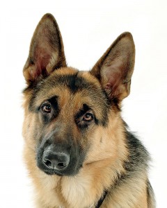 Buck_The_GSD