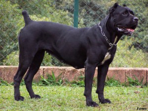 CaneCorso_(23)