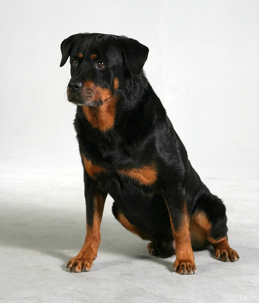 Rottweiler_Aaron