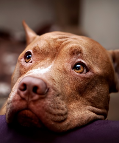 pitbull_dog_face_eyes_sadness_65035_400x480