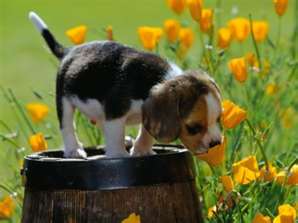 puppysniffflower