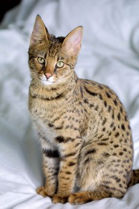 640px-Savannah_Cat_portrait