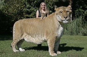 Aries-liger-cub-hercules-picture