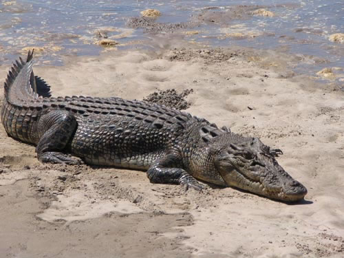 saltwater_crocodile