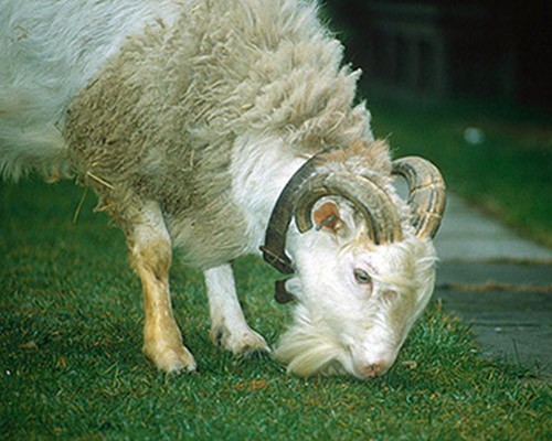 sheep-goat