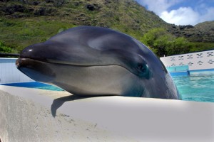 wholphin-0105