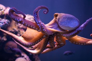 octopus-flickr-3658339290-hd