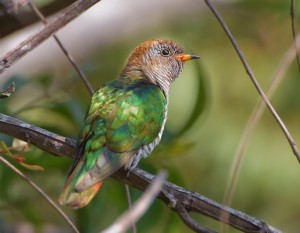 Chrysococcyx_maculatus_-_Khao_Yai