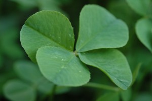 Four_Leaf_Clover_068