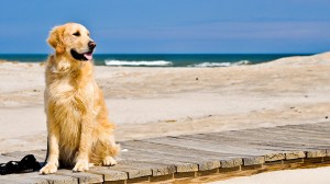 Golden-Retriever-Wallpapers-121216-1920x1080