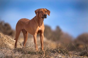 Rhodesian-Ridgeback-Image-HD-Wallpaper-For-Desktop