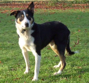 Welsh_Sheepdog