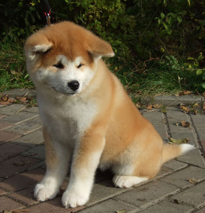 akita_inu