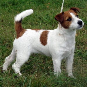 jack-russell-terrier-wallpapers-5