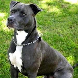 pitbull2