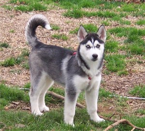 siberianhusky_meyers