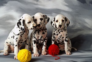 three-dalmatian-puppies-garry-gay