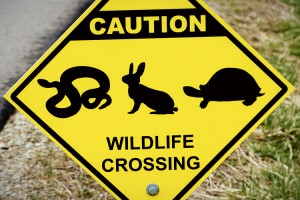 wildlife_crossing_sign