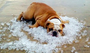 5-tips-on-how-to-keep-your-dog-cool-in-summer-cooling-equipment