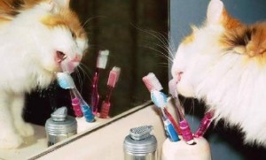 cat_toothbrush