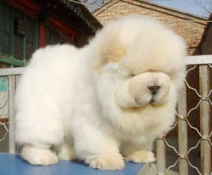 21-Cutest-Fluffy-Pets-Need-Some-Serious-Pet-Grooming-1