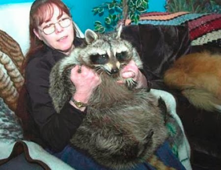 Bandit-75-Pound-Raccoon
