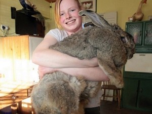 biggest-pets-in-the-world-1963292617-jul-1-2014-1-600x450