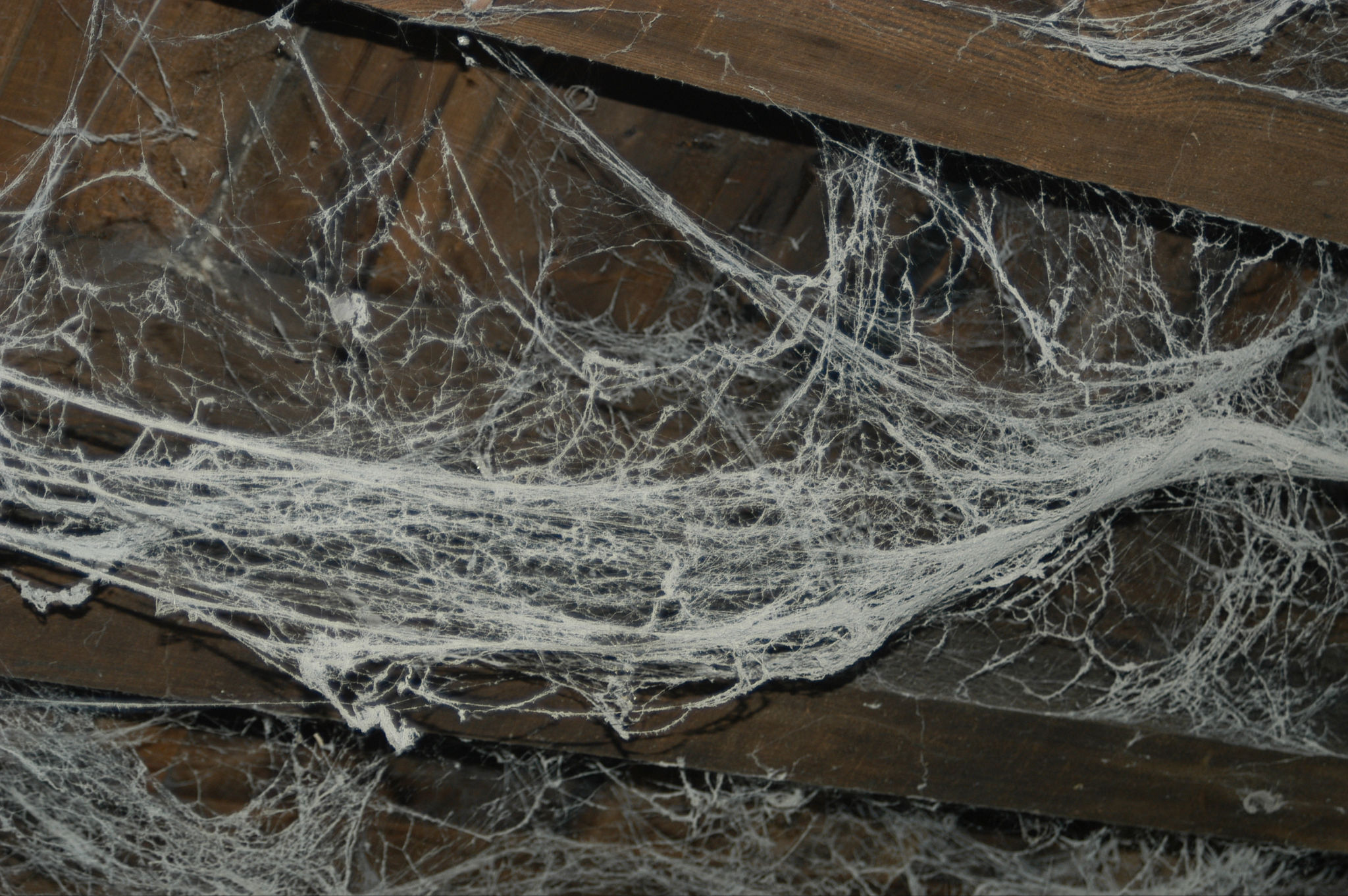 cobwebs-img117761