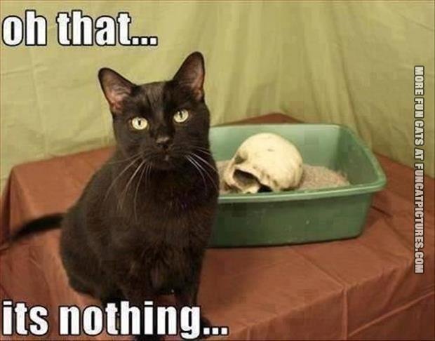 funny-cat-pics-skull-in-litter-box