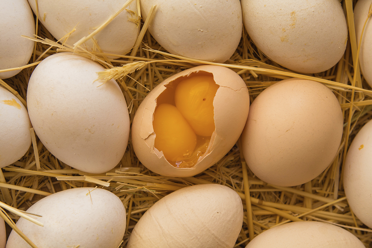 Double yolk egg