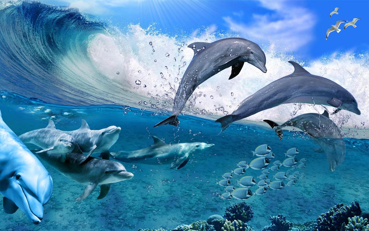 Dolphin-Wallpaper-01-1