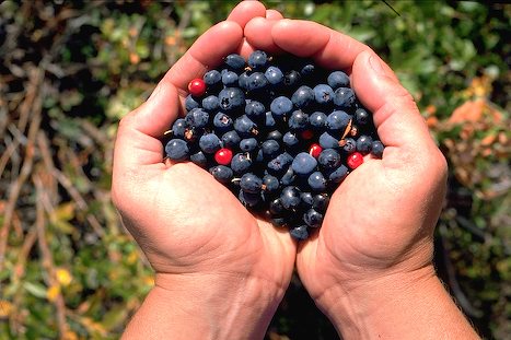 Alaska Berry Picking