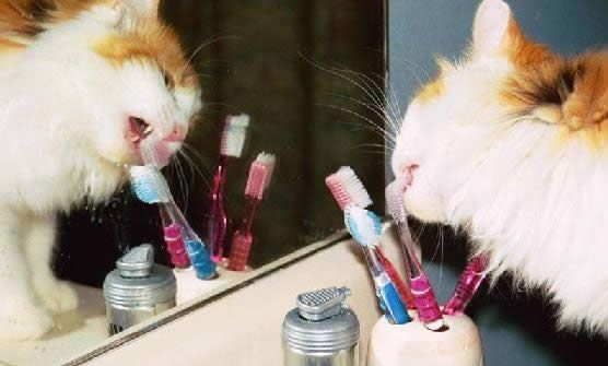 cat_toothbrush9