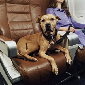 dog-in-airline-seat-300x300-opt_0