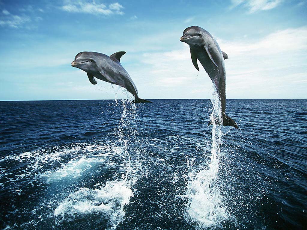 dolphins picture