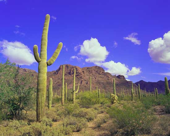 Forest of Cactus ca. 2000 Organ Pipe Cactus National Monument, Arizona, USA