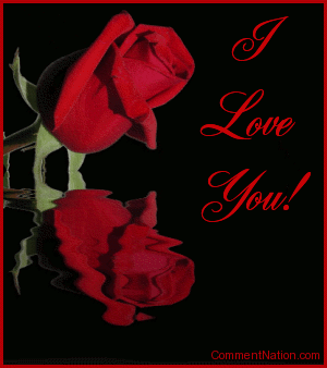 i_love_you_reflecting_rose