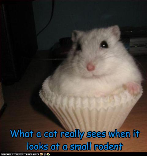 funny-hamsters-with-captions_394364