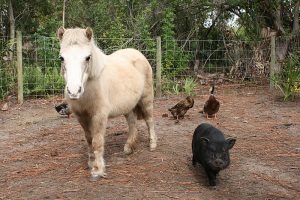 petting-zoo-animals